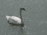 Swan